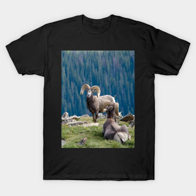 Long horn sheep on a mountain ledge T-Shirt by iyd39